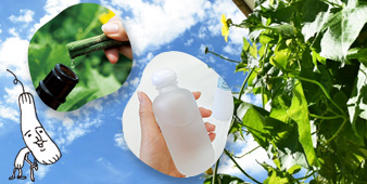 ヘチマで壁面緑化