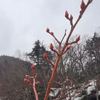 春の兆しを感じて…
