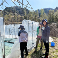 今年もヘチマ栽培が始まりました。