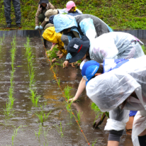 田植え体験会