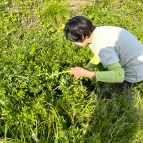 ハーブがぐんぐん育っています。
