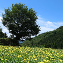 渓流サウナと夏の野草を食してみた！