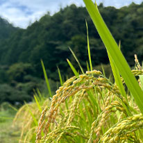 初夏の農場では・・・