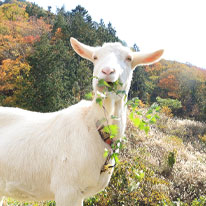 ホーリーファンガス★シーズン終了の挨拶