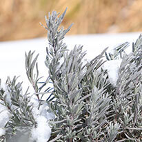 冬景色から感じる自然のリズム