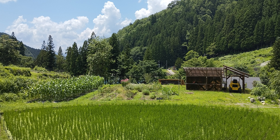スタッフ自らの手で栽培1