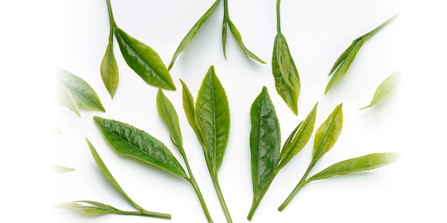 有機JAS認定の緑茶葉を使用