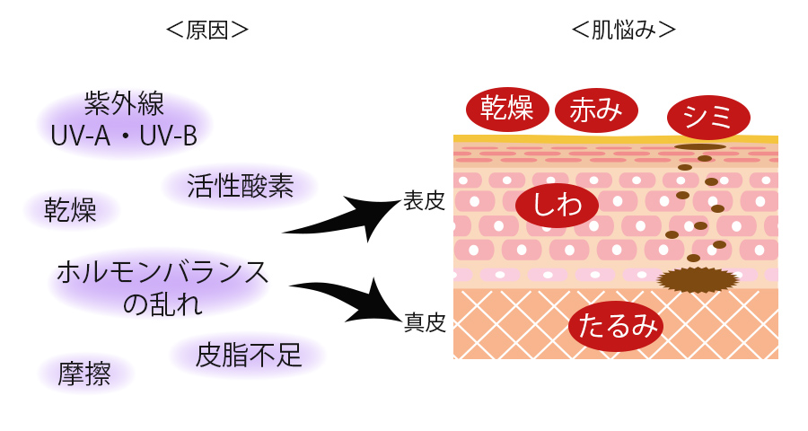 根幹スキンケアの基礎となる「水分」