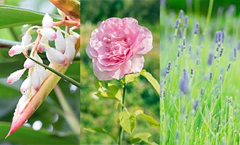 華やかなフローラルな香り