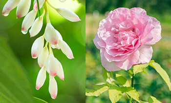 自然との一体感を得られる香り