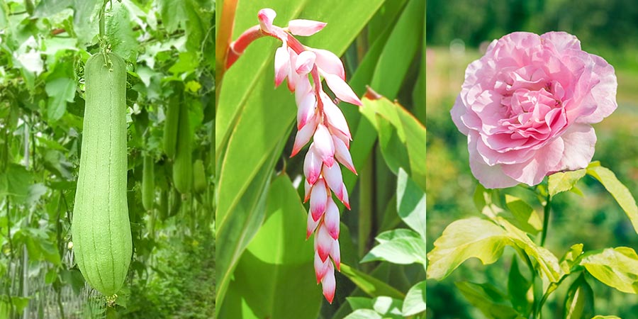 78％が植物生まれの美容成分