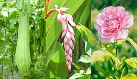 植物美容成分78％配合 日焼け止めなのに潤い続く