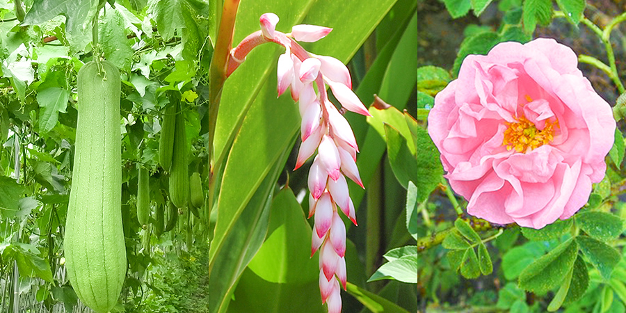 ７８％が植物生まれの美容成分