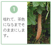 枯れて茶色になるまでそのままに