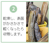 かさかさで軽くなったら収穫