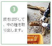 皮をはがして種を取る