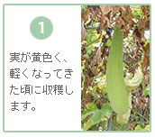 実が黄色くなったら収穫