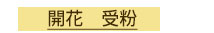 開花　受粉