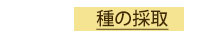 種の採取