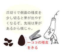 爪切りで端を少し切ると芽が出やすくなります