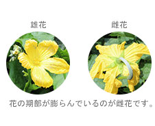 葉の期部が膨らんでいるのが雌花です