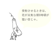 受粉させるときは花が元気な朝8時頃が狙い目です