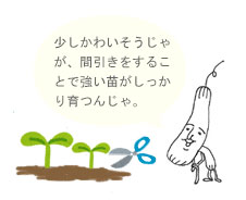 間引きをすることで強い苗がしっかり育ちます