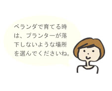 ベランダで育てる時はプランターが落下しないような場所を選んでください