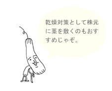 乾燥対策として株元に藁をしくのもおすすめです
