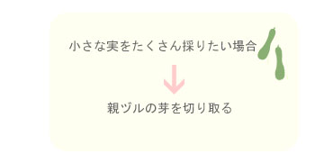 小さい実をたくさん採りたい場合→親ヅルの芽を切り取る　たわし用の大きい実を採りたい