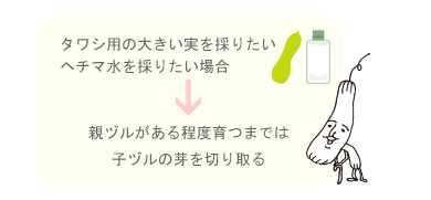 ヘチマ水を採りたい場合→親ヅルがある程度育つまでは、子ヅルの芽を切り取る
