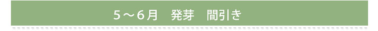 ５～６月　発芽　間引き