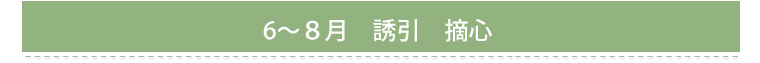 ７～８月　誘引　摘心