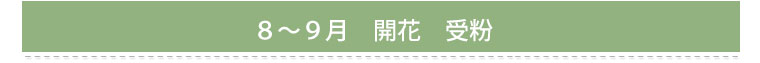５～６月　発芽　間引き