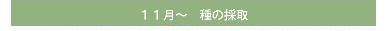 ５～６月　発芽　間引き