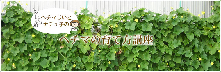 涼しく・美味しく・快適に　ヘチマで壁面緑化運動