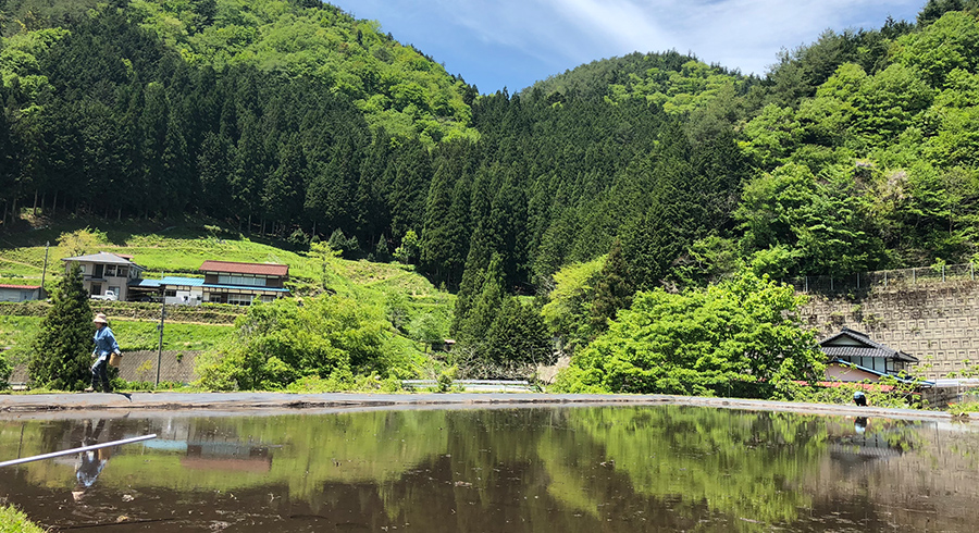 自然豊かな里山で育つオーガニック原料