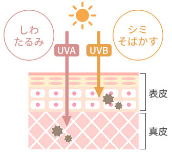 2種類の紫外線