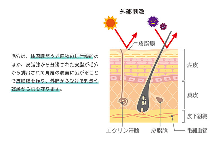 毛穴の役割と構造