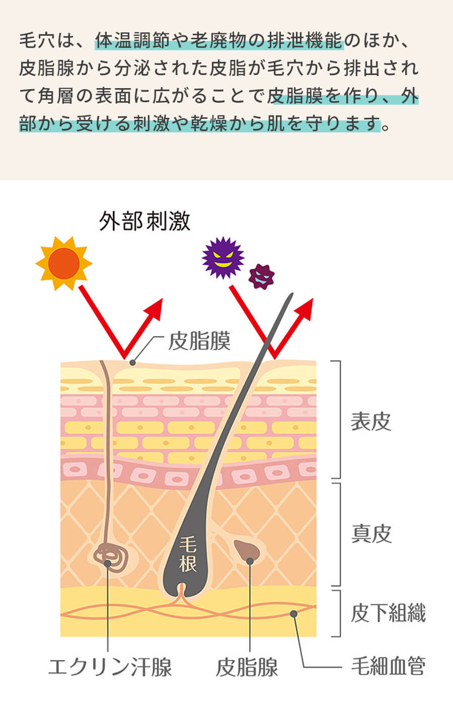 肌フローラを整えるカギは皮脂