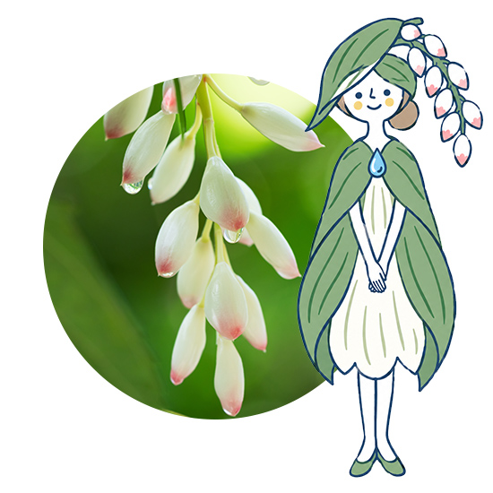 月桃の花の写真と、9タイプ肌診断のキャラクター「すこやか月桃」